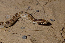 Gasperetti's leaf-nosed Snake (Lytorhynchus gasperetti) from Asir Mountains, Saudi Arabia