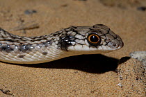 False Cobra (Malpolon moilensis) Sharjah, UAE
