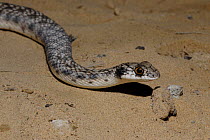 False Cobra (Malpolon moilensis) Sharjah, UAE