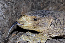 Arabian Monitor Lizard (Varanus yemenensis) with tongue sticking out, from Yemen