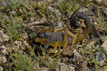 Scorpion, Sharjah, UAE