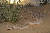 Arabian Horned Viper (Cerastes gasperetti) in desert, Sharjah, UAE