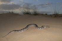 Sindh saw-scaled viper (Echis carinatus sochureki) in desert, Sharjah, UAE