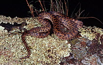 Spotted python {Antaresia maculosus} on rock, Bunya mountains, Queensland, Australia