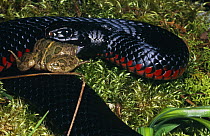 Red bellied black snake {Pseudechis porphyriacus} swallowing Spotted grass frog {Limnodynastes tasmaniensis} Victoria, Australia