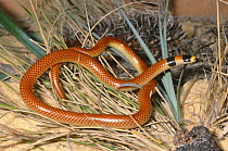 Black naped snake {Neelaps bimaculatus} a rare venomous burrowing snake, Moore River NP, Western Australia