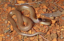 Moon snake {Furina ornata} ready to strike, Mount Isa, Queensland, Australia