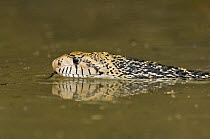 Bullsnake (Pituophis melanoleucus sayi) drinking in pool, Rio Grande Valley, Texas, USA
