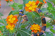 Northern Cat-eyed Snake (Leptodeira septentrionalis) among Lantana (Lantana horrida) Rio Grande Valley, Texas, USA