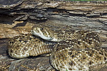 Western Diamondback Rattlesnake (Crotalus atrox), Rio Grande Valley, Texas, USA
