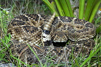 Western Diamondback Rattlesnake (Crotalus atrox) in defensive coil shaking rattle, Texas Hill Country, Texas, USA