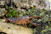 Crayfish  (Procambarus sp.)  Texas Hill Country, Texas, USA