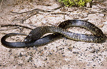 Spotted black snake {Pseudechis guttatus} male inflating its body and expanding its hood in threat display, Queensland, Australia