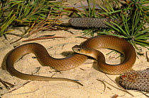 Bardick snake {Echiopsis curta} Moore River NP, Western Australia