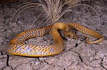 Inland taipan {Oxyuranus microlepidotus} investigating cracks in dried earth for its prey, the Long haired rat, Goyders Lagoon, South Australia