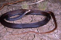 Greater black / Papuan whipsnake {Demansia papuensis} Northern Territory, Australia
