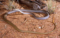 Yellow faced whipsnake {Demansia psammophis psammophis} hunting for lizards, New South Wales, Australia