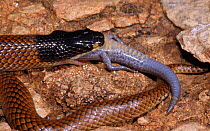 Gould's hooded snake {Parasuta gouldii} female swallowing Skink {Hemiergis quadrilineata} Western Australia