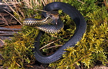 Highland copperhead snake {Austrelaps ramsayii} juvenile ready to strike, New South Wales, Australia