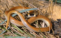 Black striped snake {Neelaps calonotus} Moore River NP, Western Australia, Endangered