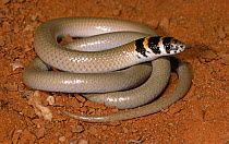 Legless lizard {Delma tincta} Sturt NP, New South Wales, Australia