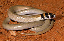 Legless lizard {Delma tincta} cleaning dust from its eyes with its broad fleshy tongue, Sturt NP, New South Wales, Australia