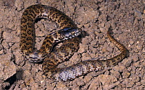 De Vis banded snake {Denisonia devisi} male, New South Wales, Australia