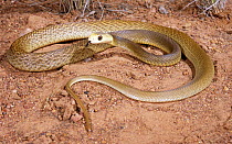 Coastal taipan snake {Oxyuranus scutellatus} female alerted to a perceived threat, Queensland, Australia