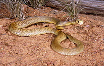 Coastal taipan snake {Oxyuranus scutellatus} female loosely coiled posture adopted in preparation of striking, Queensland, Australia
