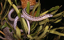 Common scaly foot legless lizard {Pygopus lepidopodus} hunting for prey in Banksia tree, Kalbarri, Western Australia