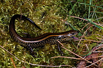 Swamp skink (Lissolepis coventryi) threat display with mouth agape, Tootgarook Swamp, Victoria, Australia
