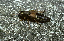 Rove beetle (Staphylinus caesareus) UK