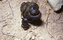 Dung-roller beetle (Onthophagus / Scarabaeus taurus) rolling a ball of dung, Malta