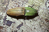 Click beetle (Chalcolepidius sp) on a fallen tree in Amazonian rainforest, Brazil