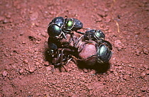 Dung-roller beetle (Canthon sp) rolling an (Atta bisphaerica) Leafcutter ant queen as if she were a dung ball, in campo cerrado, Brazil