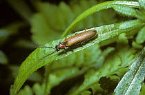 Click beetle (Denticollis linearis) UK