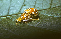 Orange ladybird (Halyzia sedecimguttata) mating pair, UK