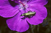 Thick-legged flower beetle (Oedemera nobilis) male on Bloody cranesbill flower (Geranium sp), UK
