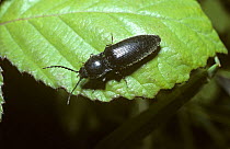 Click beetle (Actenicerus / Corymbites tessellatus) UK