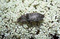 Click beetle (Agrypnus murinus) on umbelliferous flower, UK