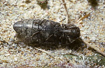 Click beetle (Agrypnus murinus) showing the click mechanism, UK