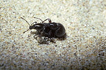 Sand-crawler weevil beetle (Otiorhynchus atroapterus) male guarding female while she lays eggs into a coastal sand dune, UK