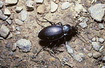 Violet ground beetle (Carabus violaceus) in garden, UK
