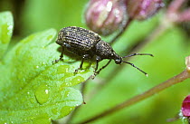 Vine weevil beetle (Otiorhynchus sulcatus) in garden, UK