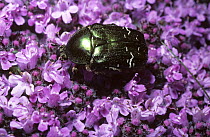 Rose chafer beetle (Cetonia aurata) on Wild thyme flowers, UK