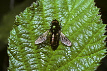 Broad centurion soldier fly (Chloromyia formosa) on a bramble leaf, UK