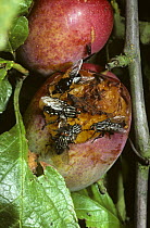 Four Flesh flies (Sarcophaga carnaria) and a Noonday fly (Mesembrina meridiana) (top) and on an over-ripe plum, UK