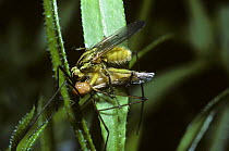 Common yellow dung fly (Scathophaga stercoraria) male feeding on a Crane fly, UK