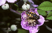 Common tiger hover fly / sunfly (Helophilus pendulus) on Bramble flower, UK