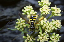 A prong-horn hover fly (Chrysotoxum festivum) feeding from rock samphire flowers, UK